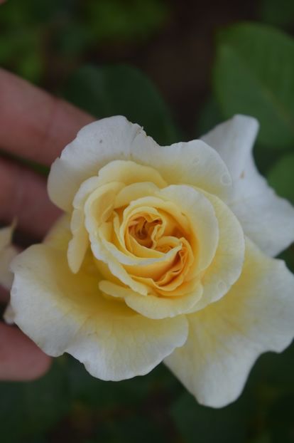  - TRANDAFIRI VARA 2018 V