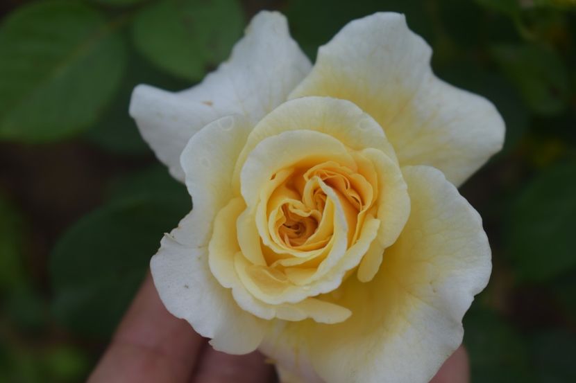  - TRANDAFIRI VARA 2018 V