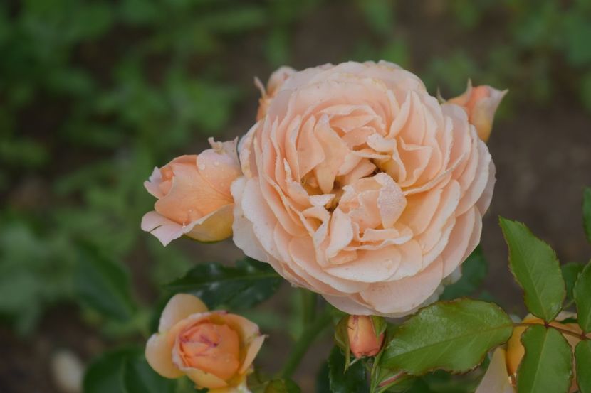  - TRANDAFIRI VARA 2018 V