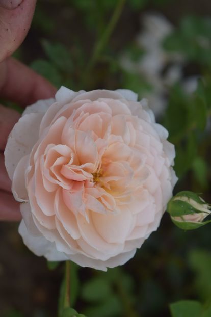  - TRANDAFIRI VARA 2018 V