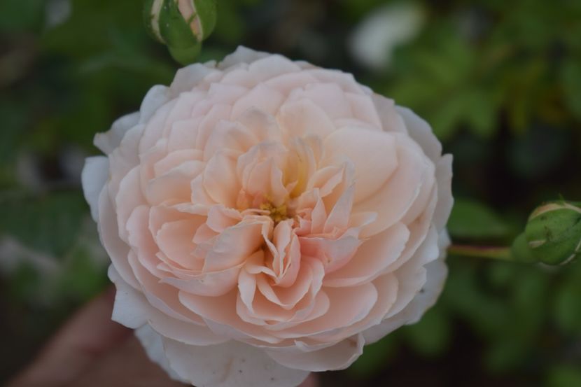  - TRANDAFIRI VARA 2018 V