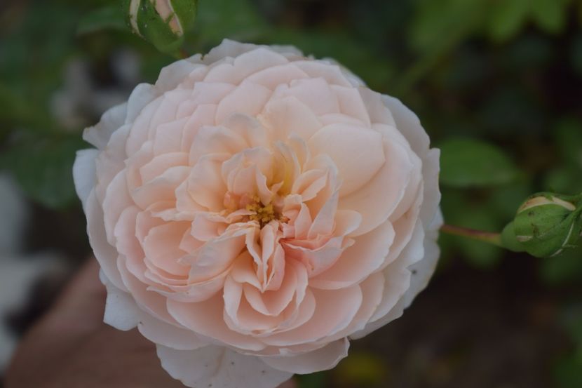  - TRANDAFIRI VARA 2018 V