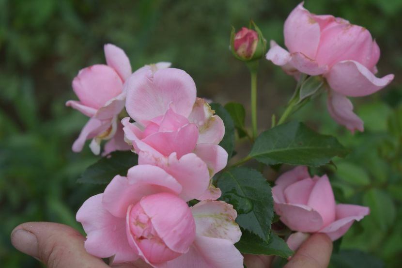  - TRANDAFIRI VARA 2018 V