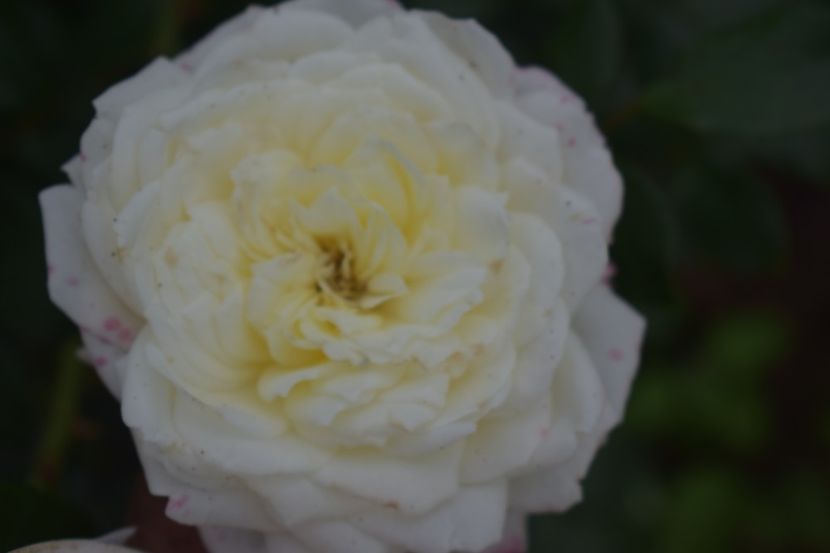  - TRANDAFIRI VARA 2018 V