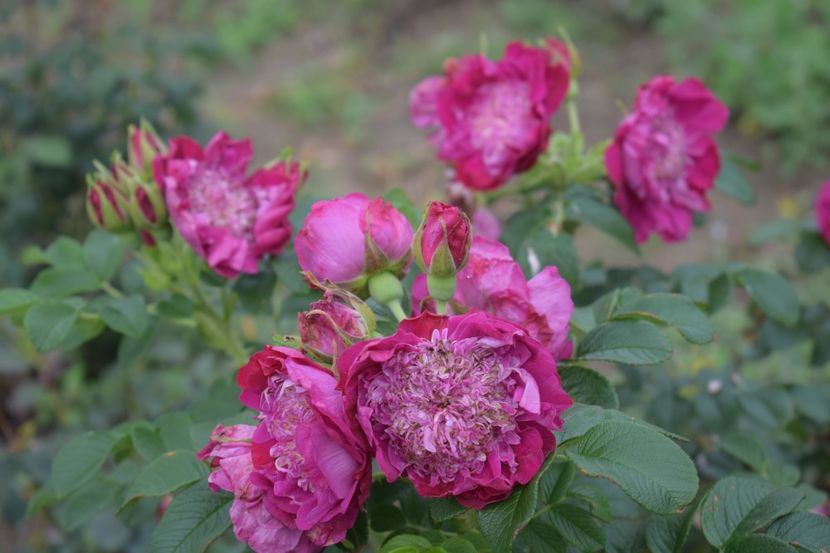  - TRANDAFIRI VARA 2018 V