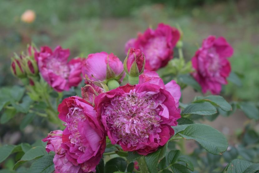  - TRANDAFIRI VARA 2018 V