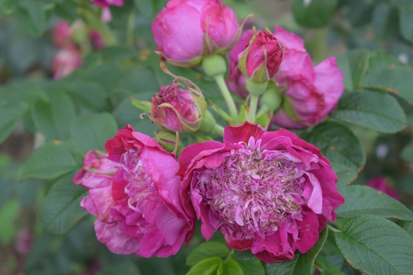  - TRANDAFIRI VARA 2018 V