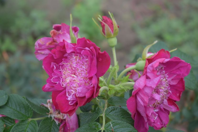  - TRANDAFIRI VARA 2018 V