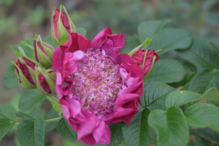  - TRANDAFIRI VARA 2018 V