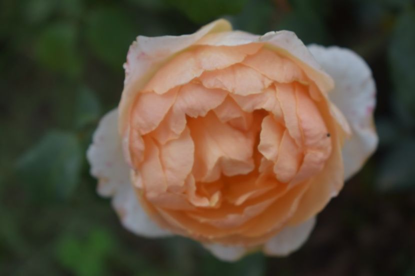  - TRANDAFIRI VARA 2018 V