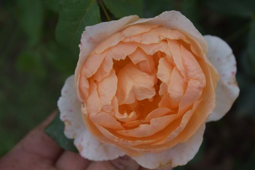  - TRANDAFIRI VARA 2018 V