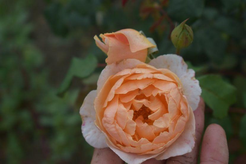  - TRANDAFIRI VARA 2018 V