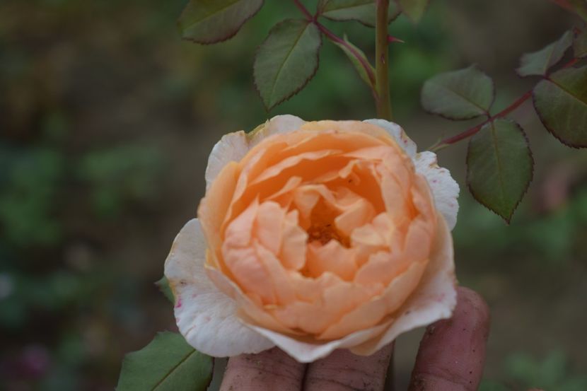  - TRANDAFIRI VARA 2018 V