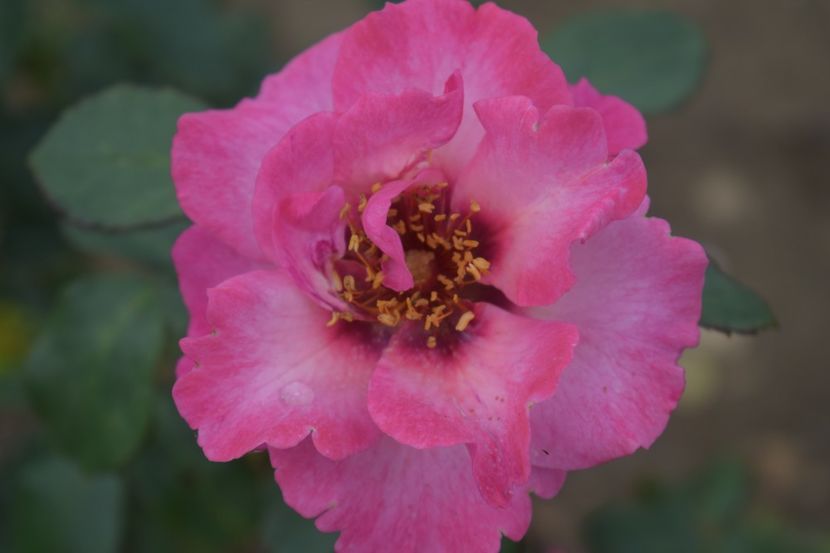  - TRANDAFIRI VARA 2018 V