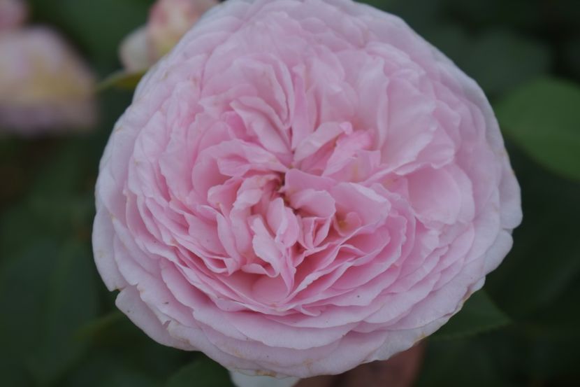  - TRANDAFIRI VARA 2018 V