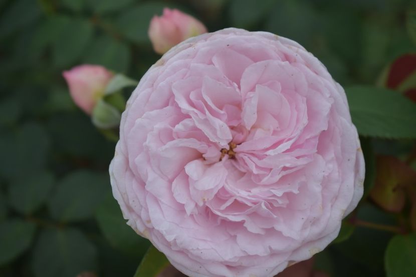  - TRANDAFIRI VARA 2018 V