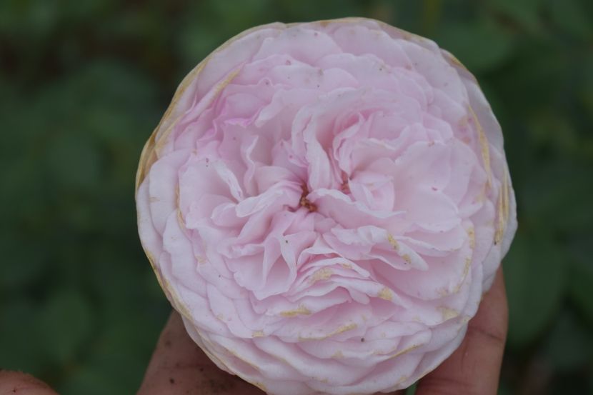  - TRANDAFIRI VARA 2018 V