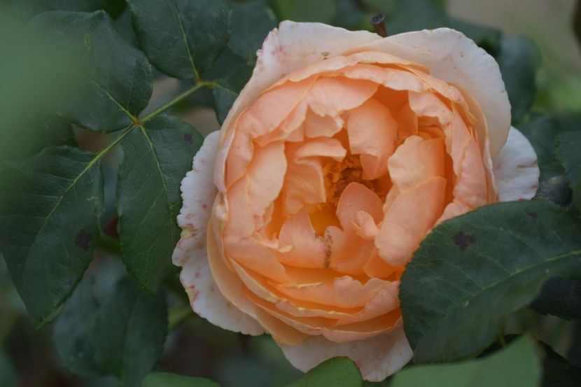  - TRANDAFIRI VARA 2018 V