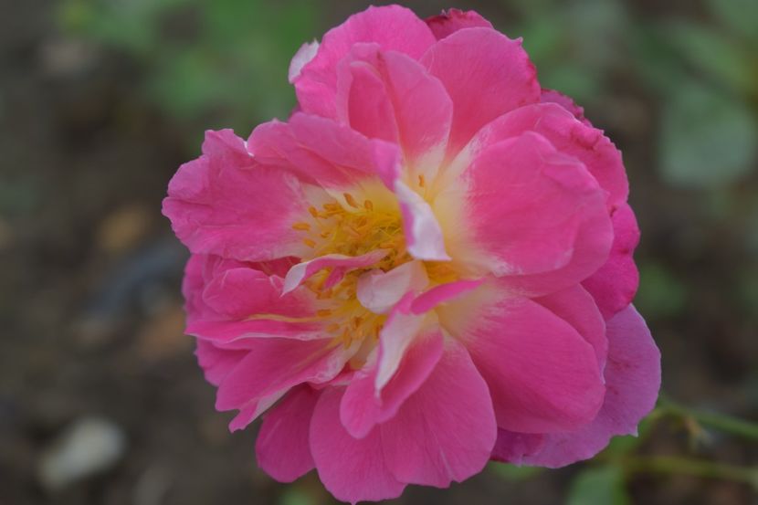  - TRANDAFIRI VARA 2018 V