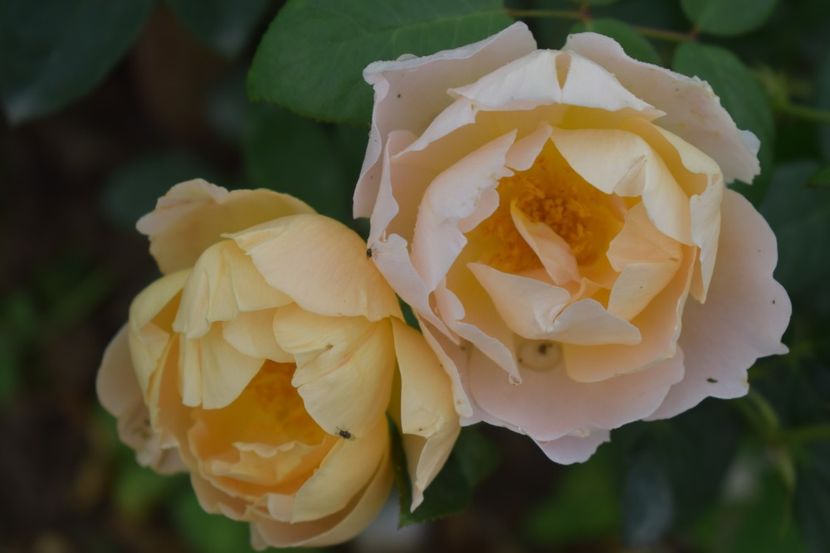  - TRANDAFIRI VARA 2018 V