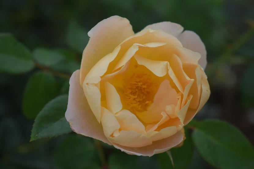  - TRANDAFIRI VARA 2018 V