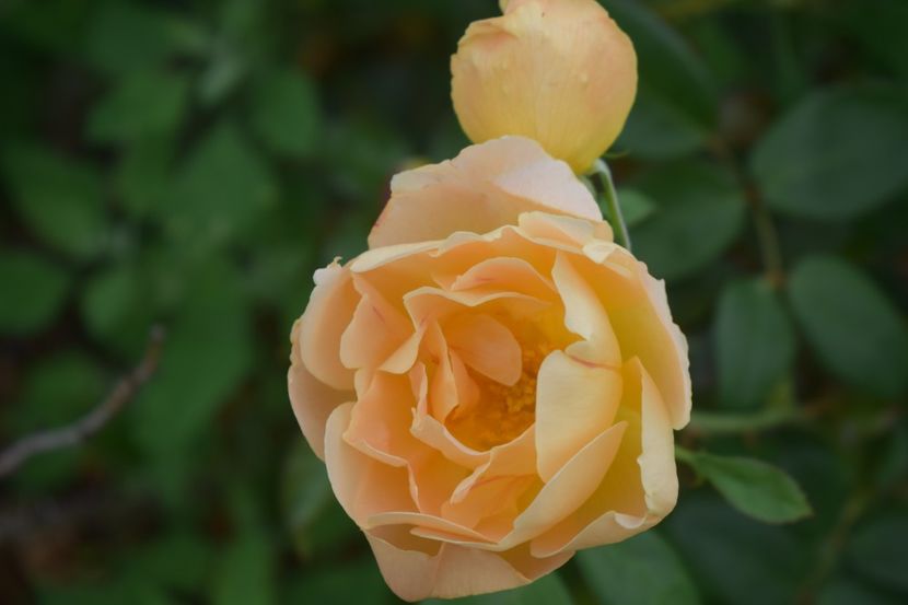  - TRANDAFIRI VARA 2018 V