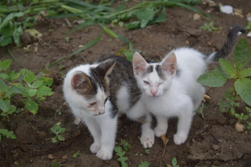  - TRANDAFIRI VARA 2018 V