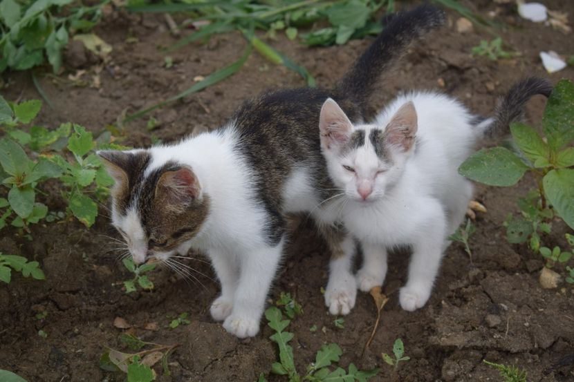  - TRANDAFIRI VARA 2018 V