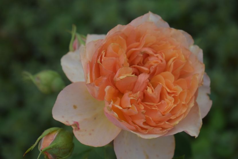  - TRANDAFIRI VARA 2018 V