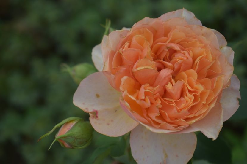  - TRANDAFIRI VARA 2018 V