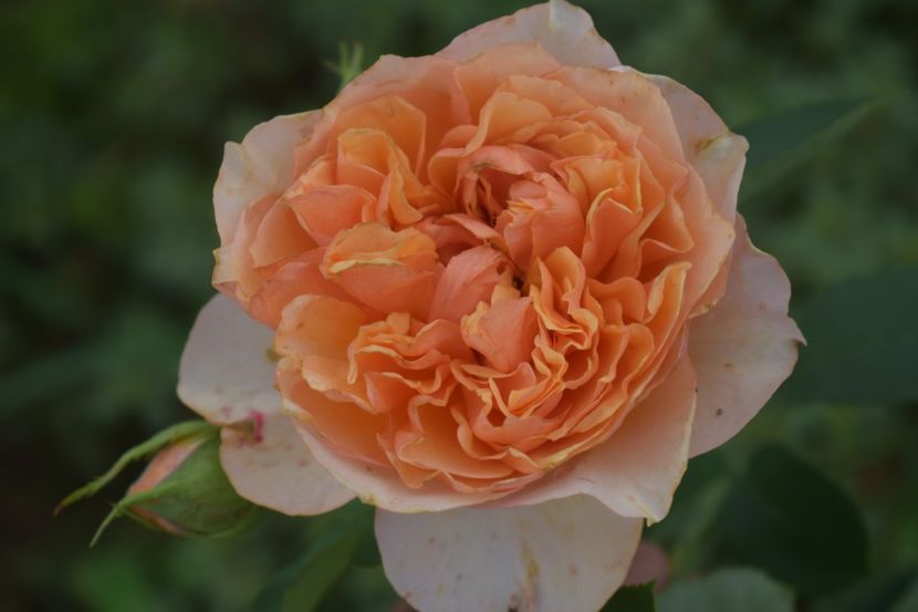  - TRANDAFIRI VARA 2018 V