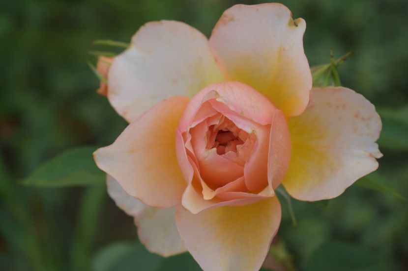  - TRANDAFIRI VARA 2018 V