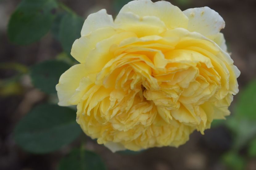  - TRANDAFIRI VARA 2018 V