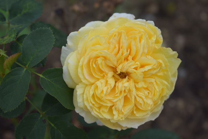  - TRANDAFIRI VARA 2018 V