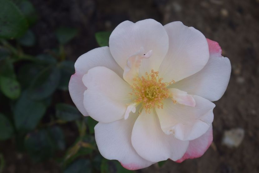  - TRANDAFIRI VARA 2018 V