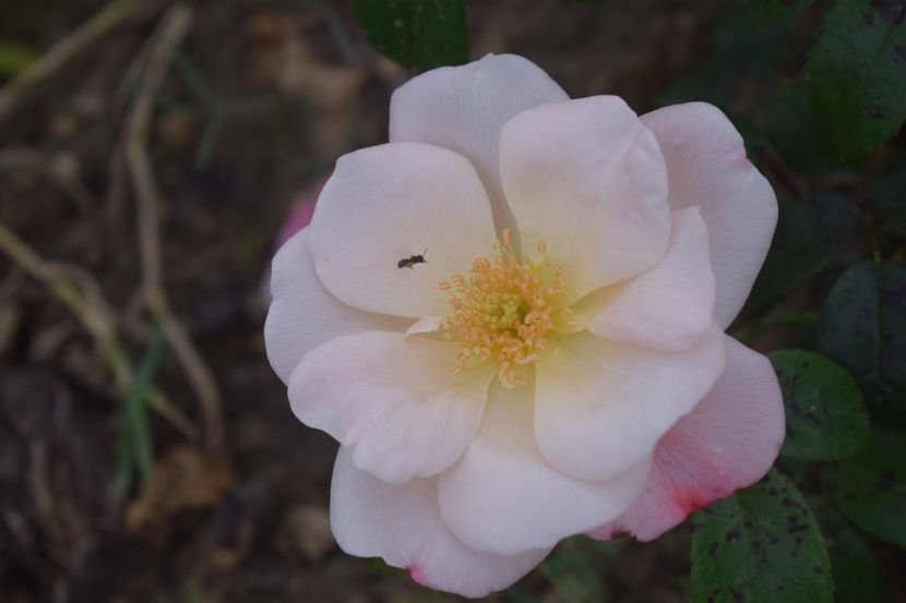  - TRANDAFIRI VARA 2018 V