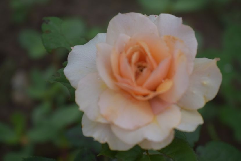  - TRANDAFIRI VARA 2018 V