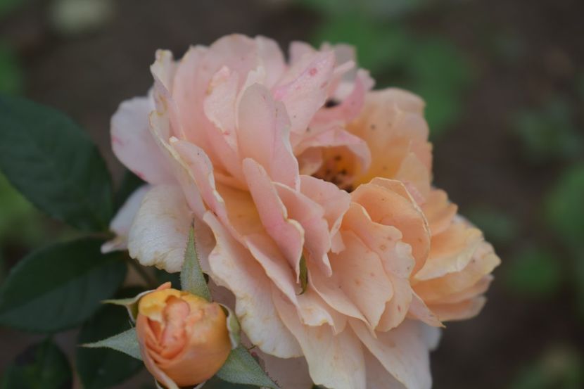  - TRANDAFIRI VARA 2018 V