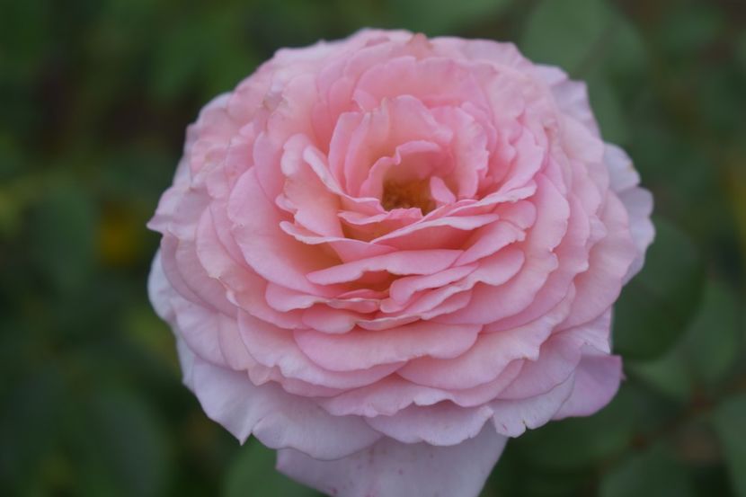  - TRANDAFIRI VARA 2018 V