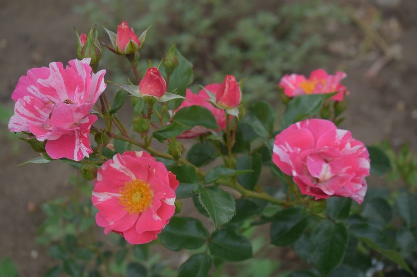  - TRANDAFIRI VARA 2018 V