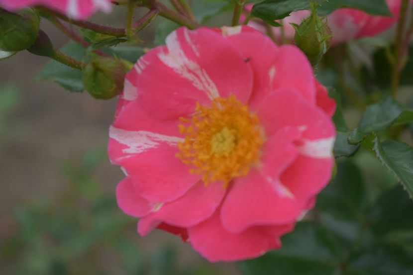  - TRANDAFIRI VARA 2018 V