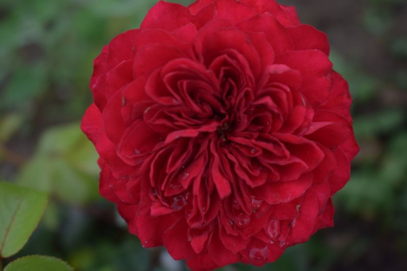  - TRANDAFIRI VARA 2018 V