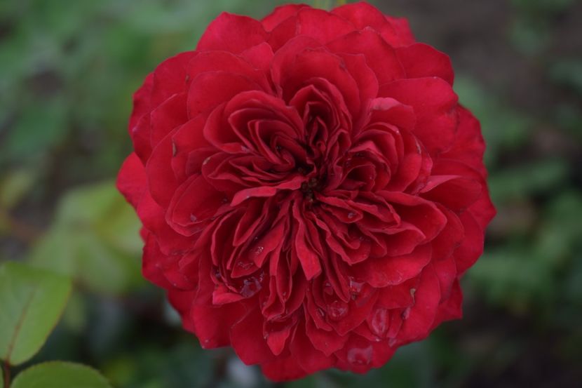  - TRANDAFIRI VARA 2018 V