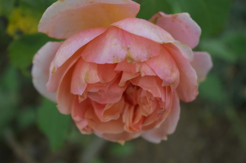  - TRANDAFIRI VARA 2018 V