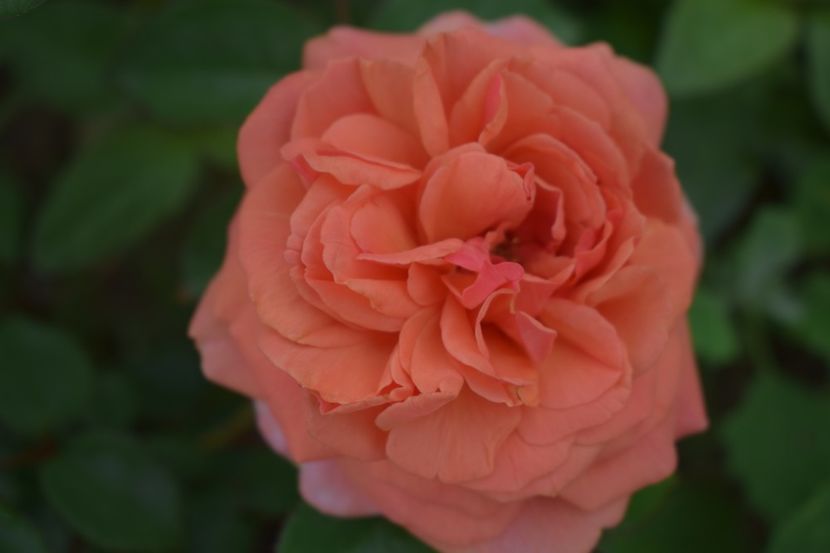  - TRANDAFIRI VARA 2018 V