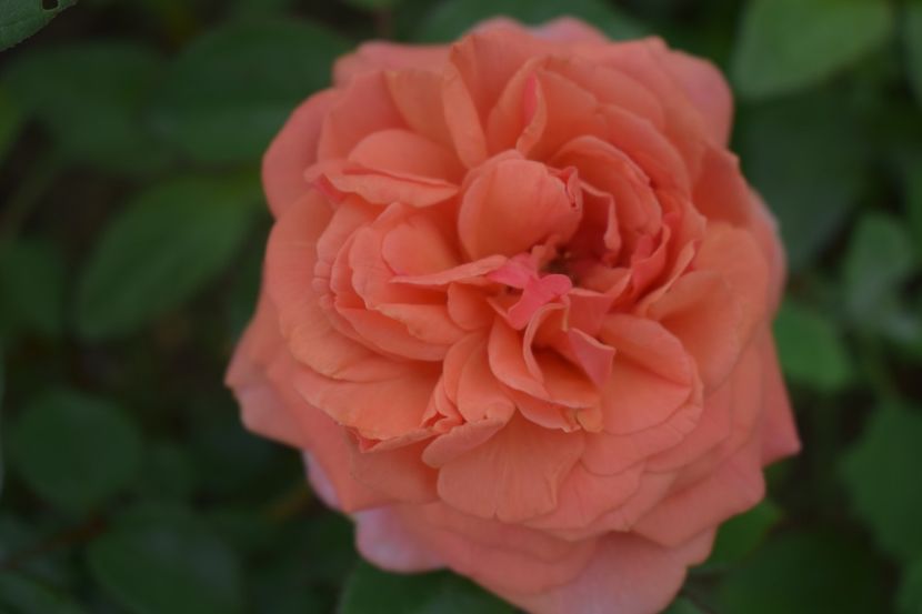  - TRANDAFIRI VARA 2018 V