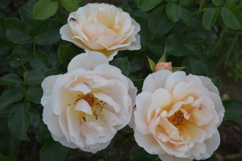  - TRANDAFIRI VARA 2018 V