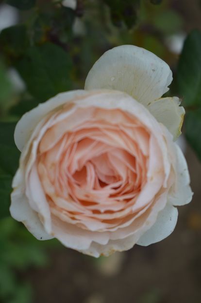  - TRANDAFIRI VARA 2018 V