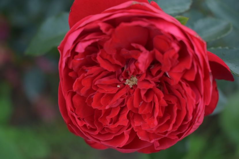  - TRANDAFIRI VARA 2018 V