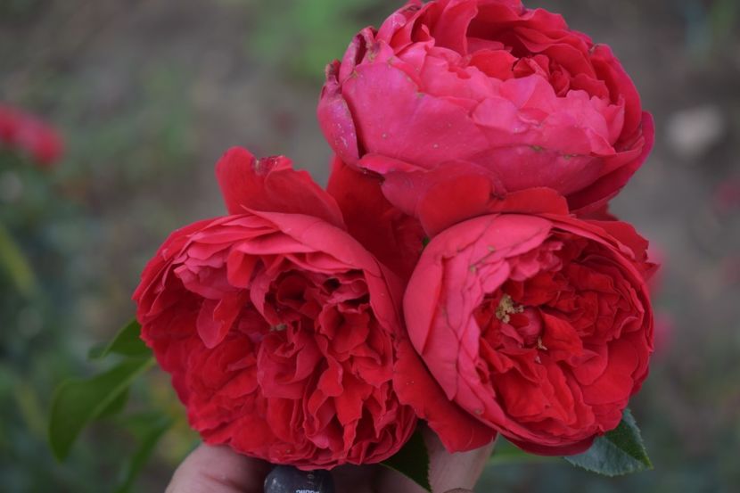  - TRANDAFIRI VARA 2018 V